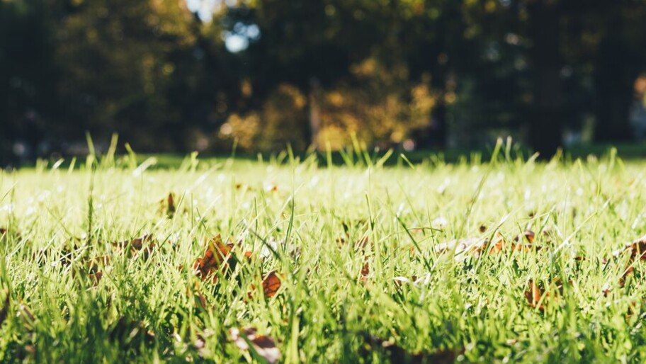 Эксперты раскрыли секреты весеннего ухода за газоном