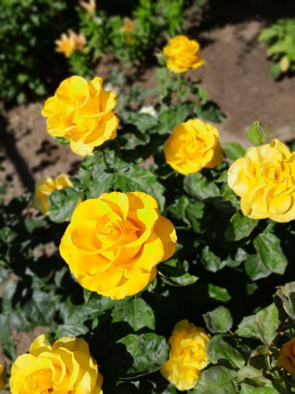 25 ������ � ���������� 25 ����������