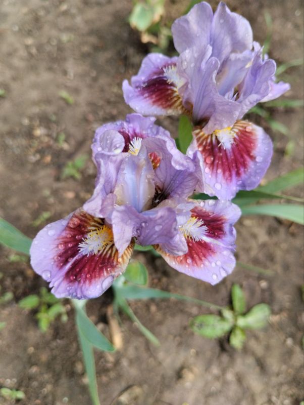 ���������� ����� �������� ������