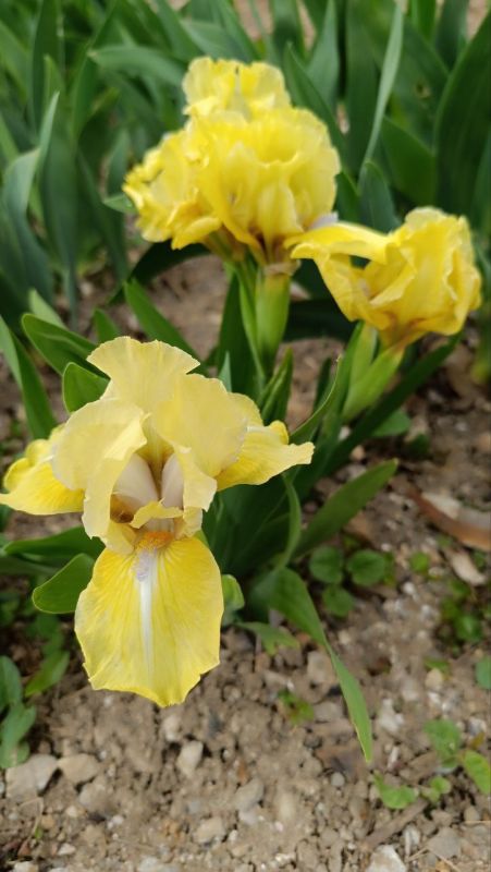 ������� ����, �����������!