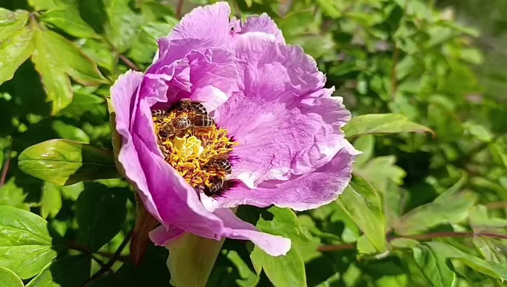 ������, ��� � ����, ����� ���� ��������, �������� ������, ������ � ������ �� ������