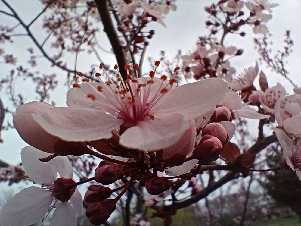 ���������� ��� ����������� �. �����������