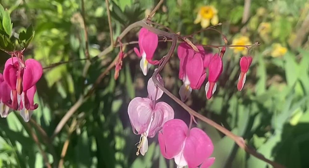 � ������ ���������� �����, �����������!