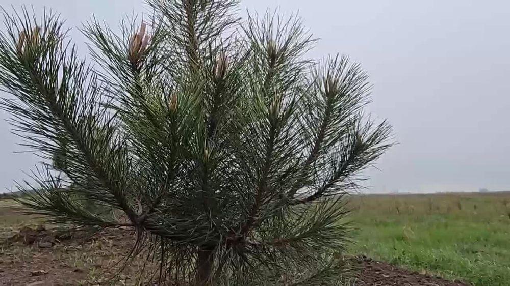 "Сады Памяти" в Скадовске: 120 сосен в честь Победы