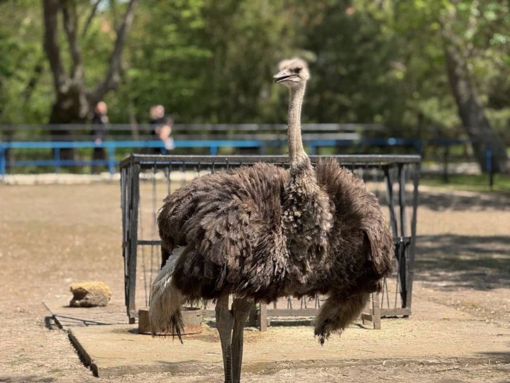 � ������ ���� �������������� ������ ��������-���� �������� ����� ������ �������