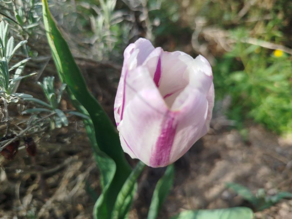 ������ ����� ����������� ��� ����