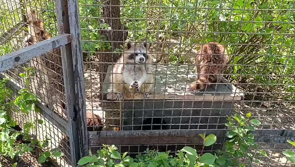 ��� ��������� �������� ���������� ����� ����� � �������� �������� "������"