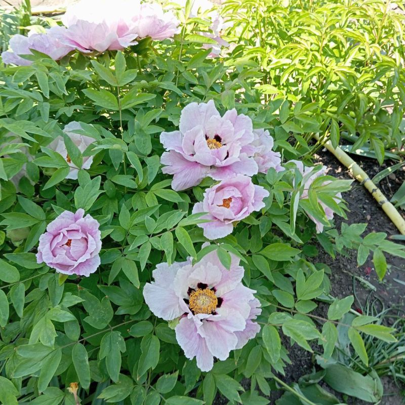 �����������, ������ ����� �� ������! ����� �� �������