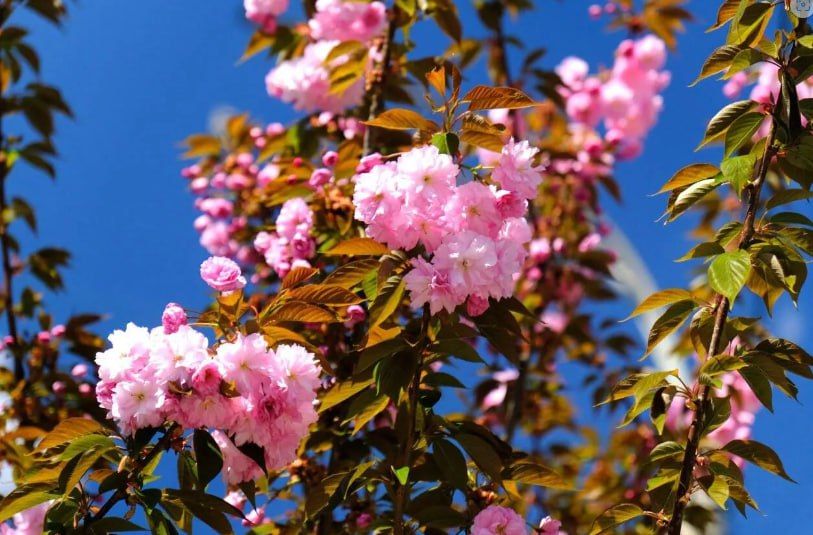 ������ �� ����� ����������� ������