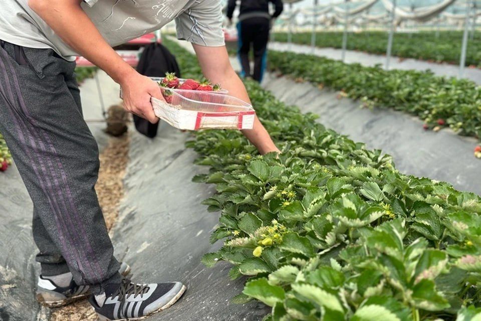 � ���������� ������� �������� ��� ���������� ��������� 190 �������� � 2025 ����