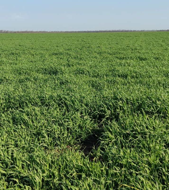 На Дне поля в Херсонской области свои сорта зерновых представят селекционеры из Краснодара и Ростова