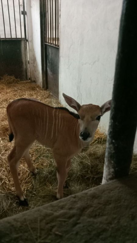 В Биосферном заповеднике "Аскания-Нова" пополнение