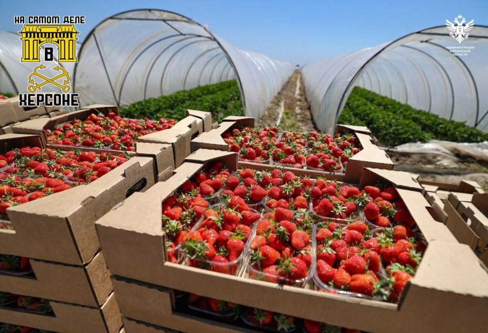 Отличная новость! В Херсонской области стартовал сезон клубники