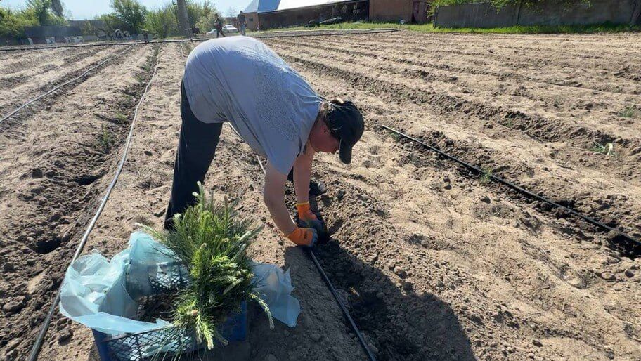В Збурьевском питомнике начали высадку саженцев крымской сосны