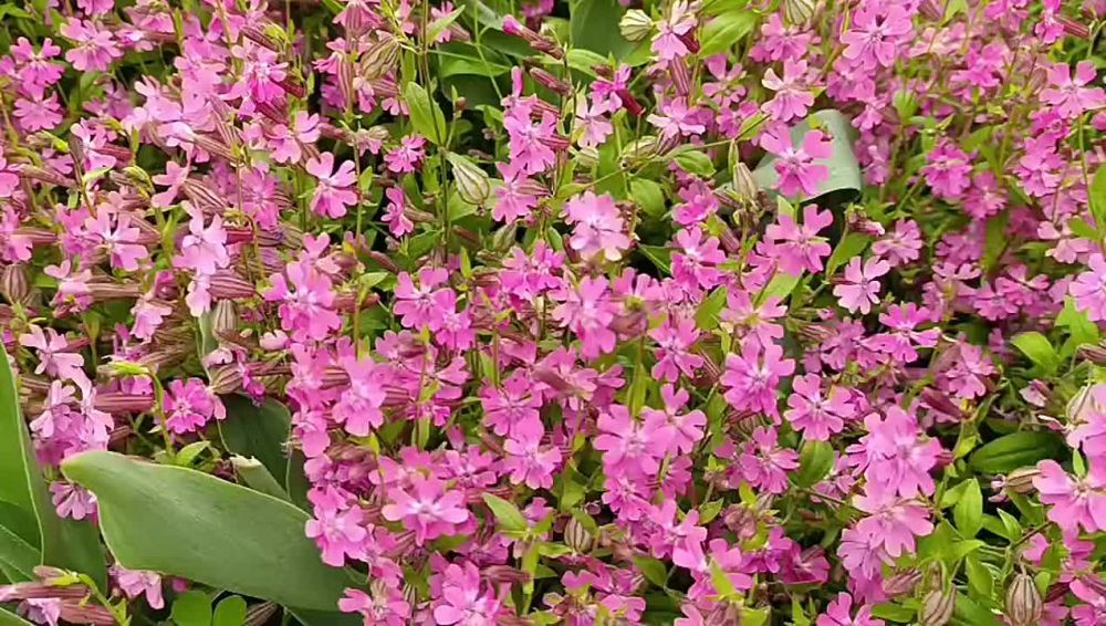 �� ���������� ��� ����������� ����