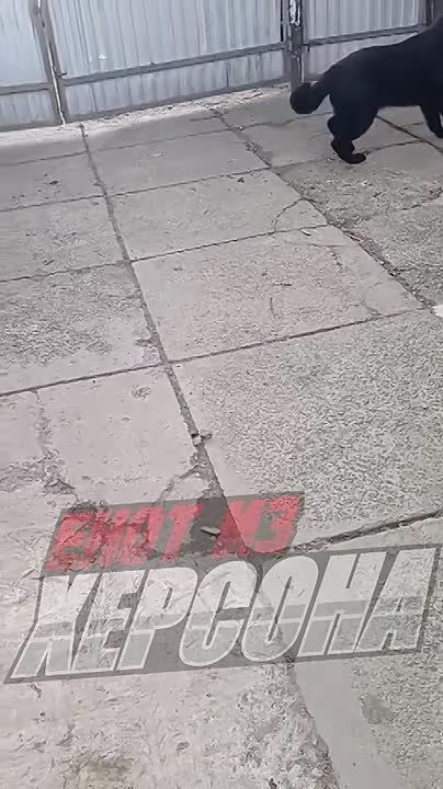 ���� �� �������: ��� ������. ��������� ������������� ������ ������������� �� �������������� ������ ����� ���������� �������