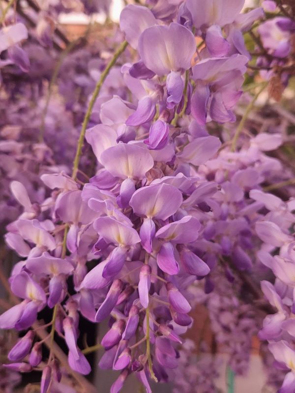 ���� ������� ����, �����������!