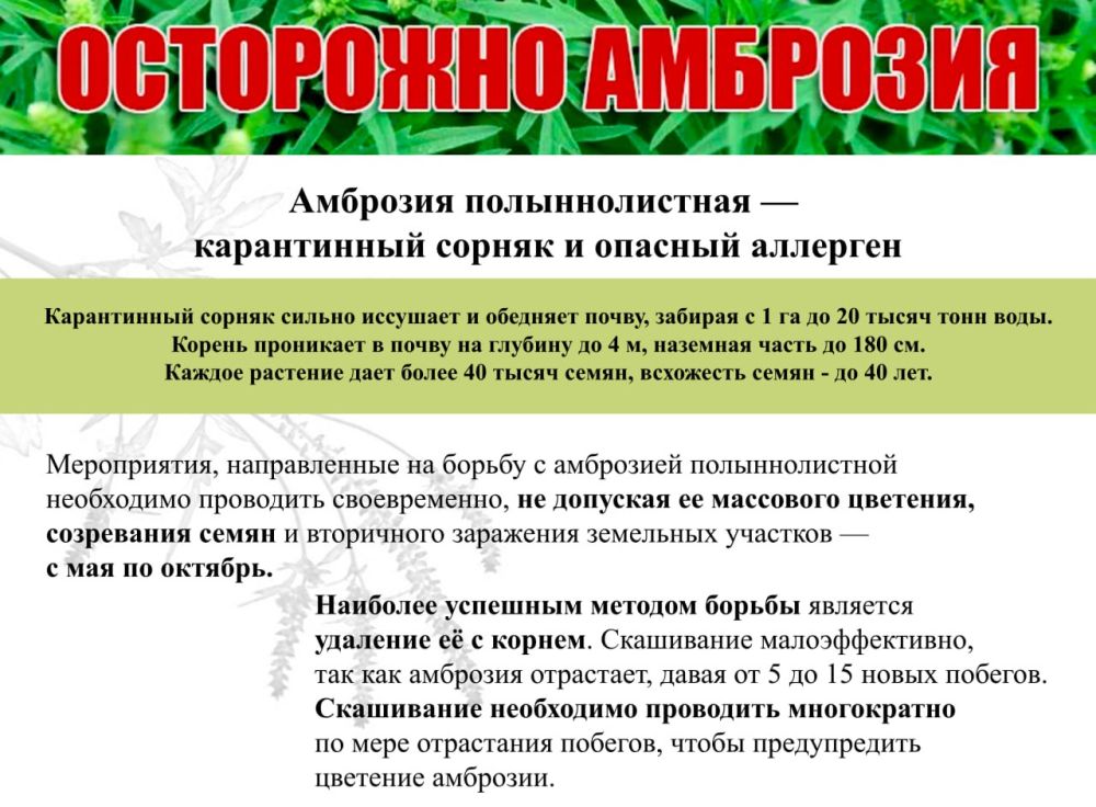 Амброзия полыннолистная - карантинный сорняк и опасный аллерген