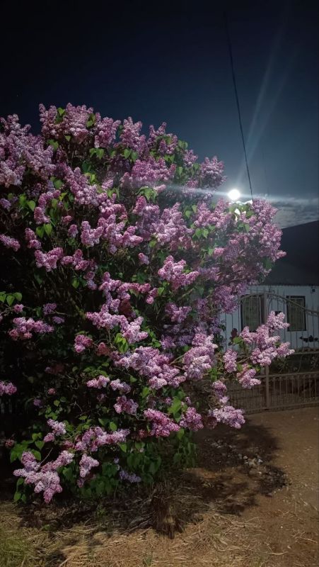 Майский вечер и сирень в объективе нашей подписчицы Юлии из Каховки