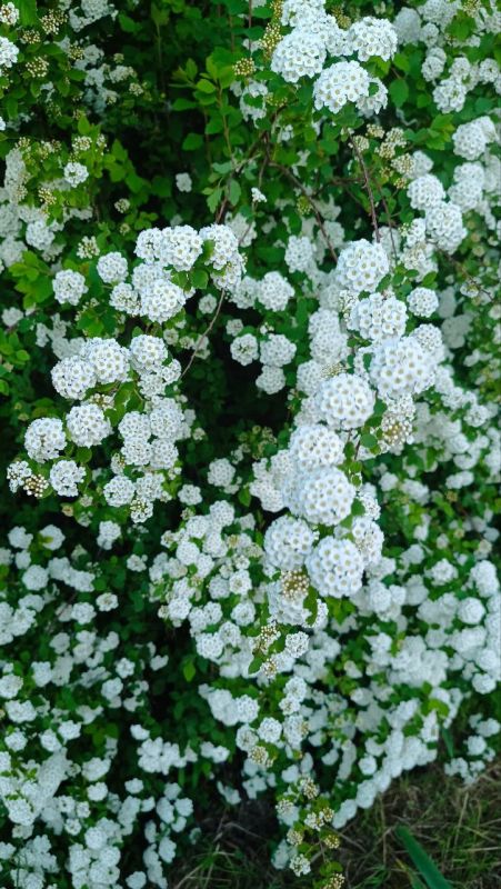 � ������ �����, �����������!