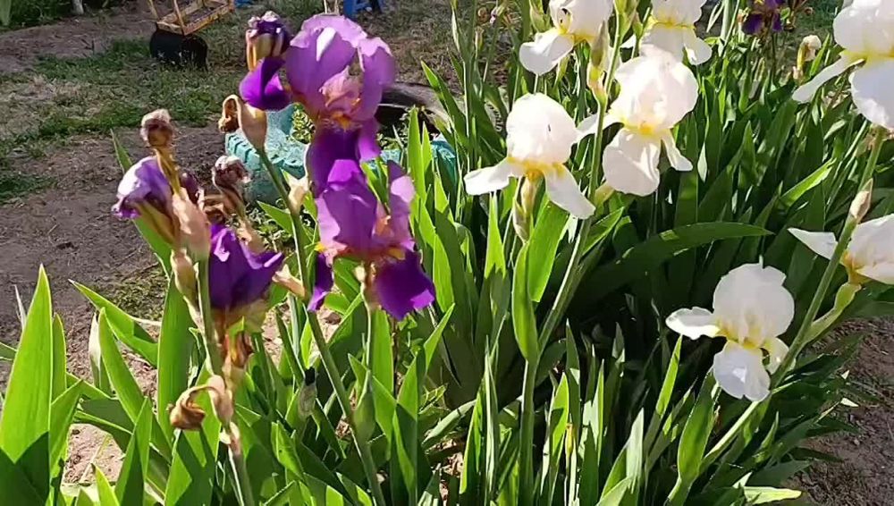 ��� � ��� ������� �� ����� ��������