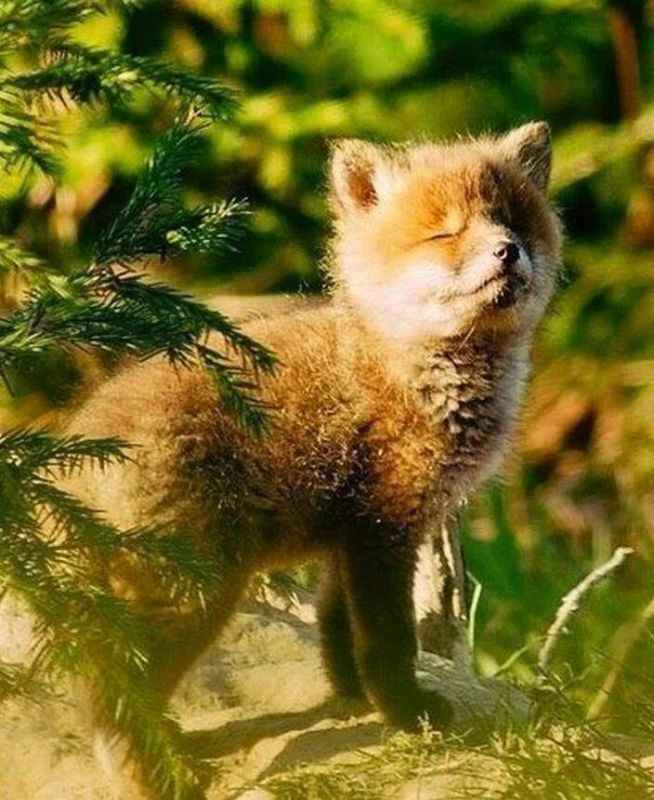 . ����������� ������� ������� , ���� ��������� �� ����� �����