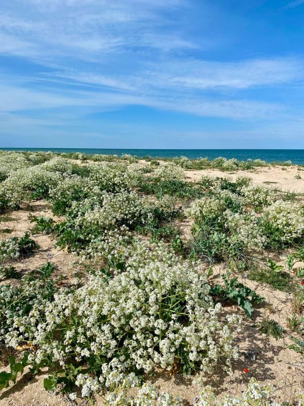 ������ ���� ����!. �������������, ������������� ��������! sd_kakhovka.khogov.ru