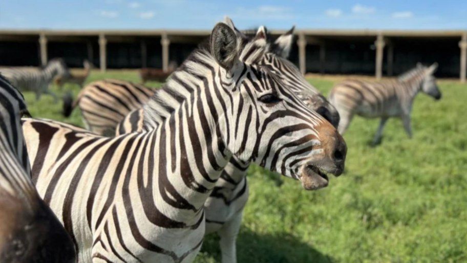 ������: ����������� � ������ ���� ������� �������� ����������� ��������-����