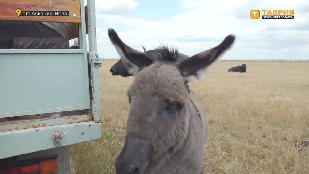 ���������� ���������� "�������-����" � ��� �������� �������� ���������� �������, ������ �������� ������