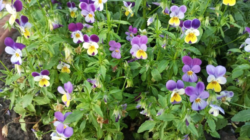 ����� ����������� ������� � ��������� ������������