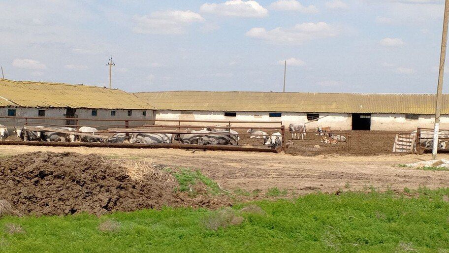 В Херсонской области выявили 11 нарушений содержания сельхозживотных