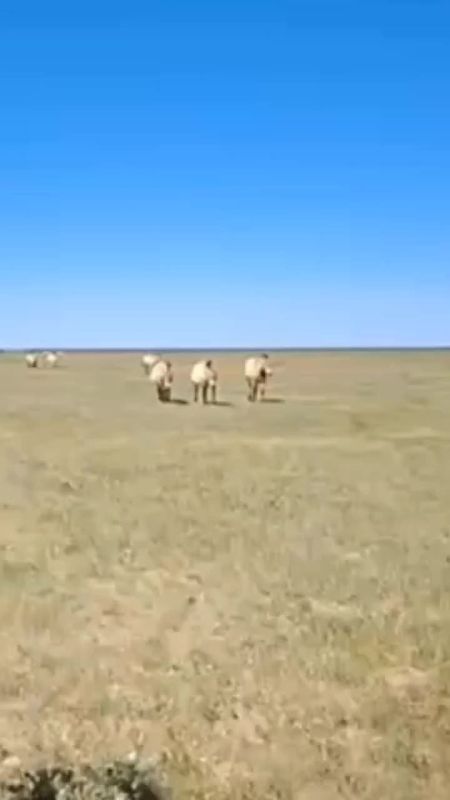 ����������� � ���������� ����������� ��������-����