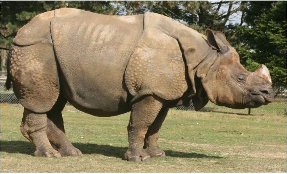 ������� ������������� ���� �������������� ������������, ��������������� ����������� ���������� ���