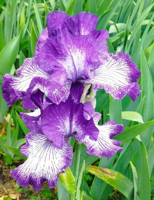 ����� �������� ������. �������-����� ���������� ���� ��������� �����