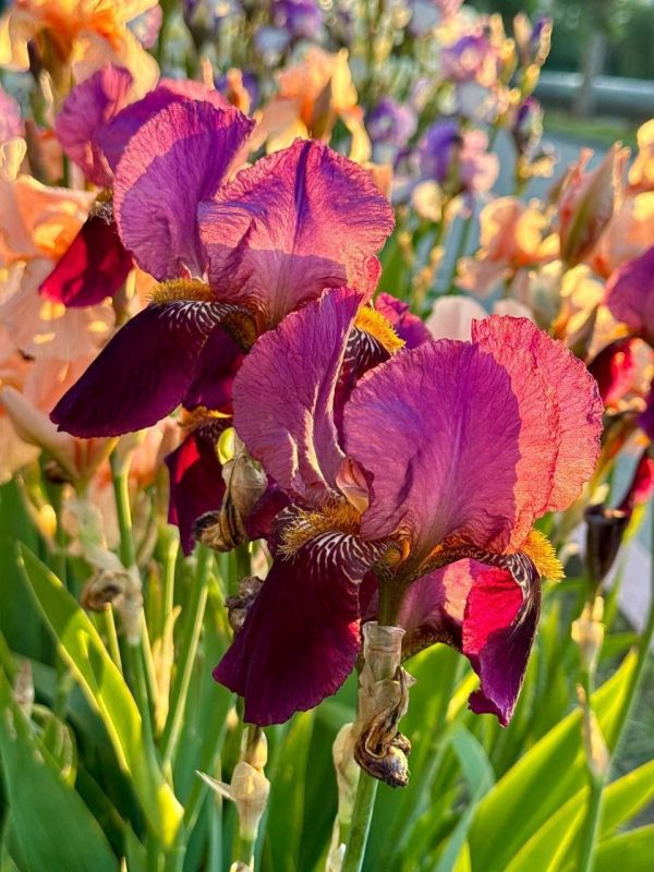 ������� �������: ������ ���� �������� ������