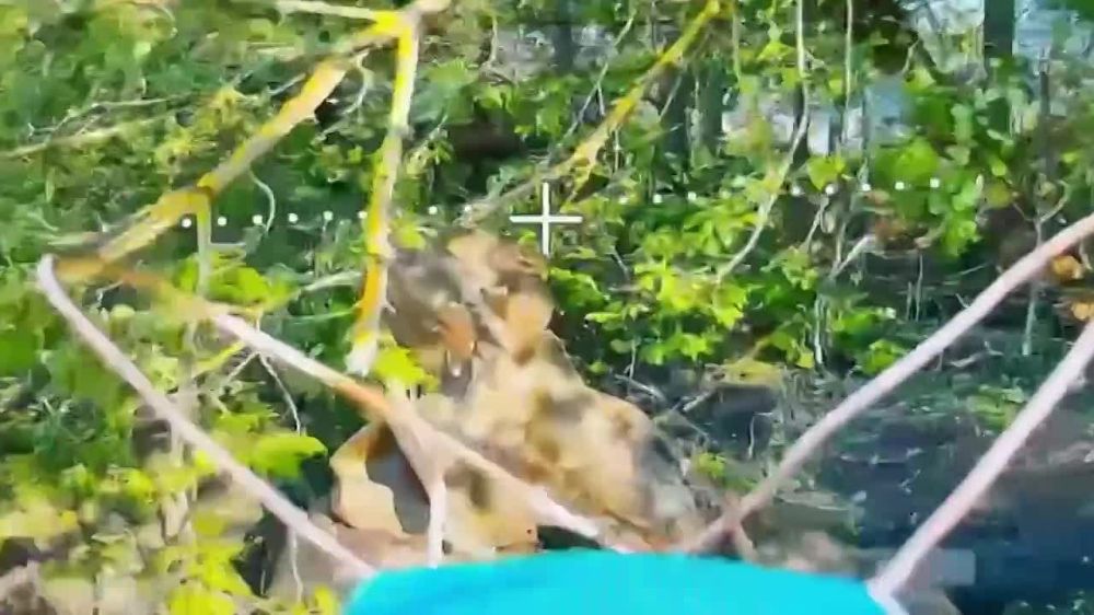 ���� �� �������: ��������� ������� ���� ����������� ����������� ���������� ��������������� ������� ��� � ������� �������