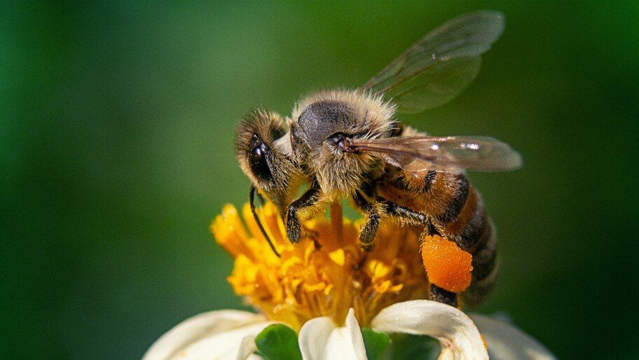 ���������� ���������� ���������� � �������� ���� ��� ���������� �����