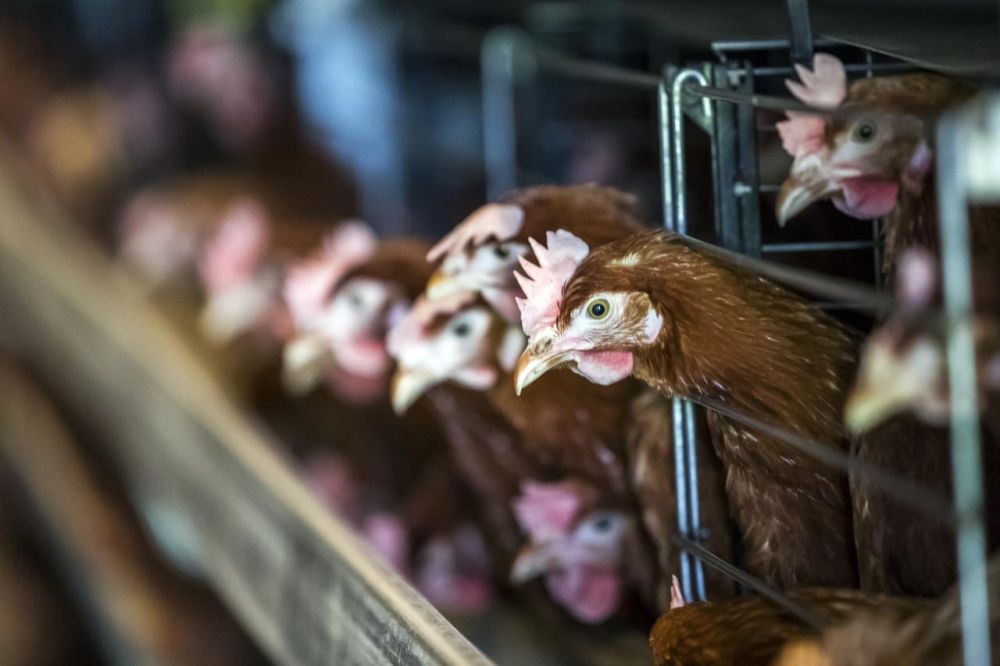 ������������ ��������� �������������� � ���������� ������� � 1 ��������