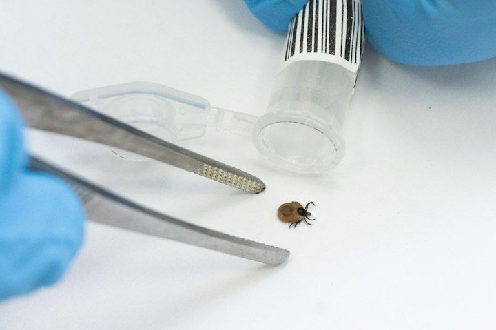 В Херсонской области от укусов клещей пострадали 25 человек