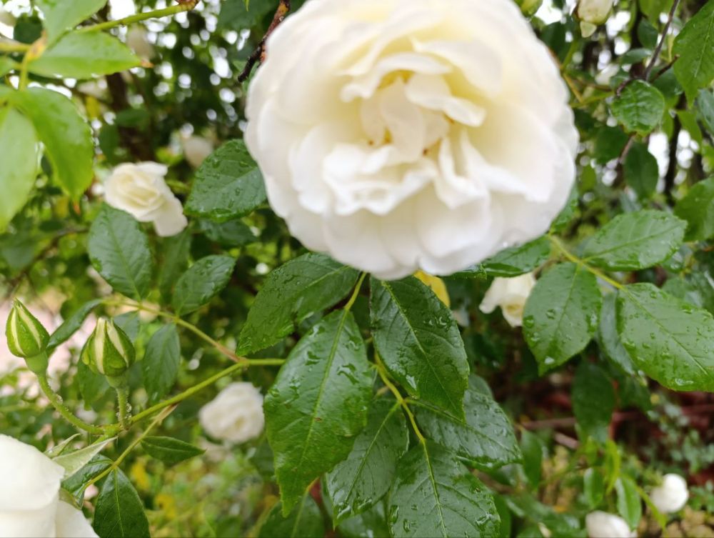 ���� �� ���� ������� ������, �� ����� �� ������� ������ �� ���������