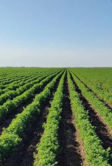 ������������ ���� ���� �������� � ����� �� ������� �������� ���������� ������� "�����������"