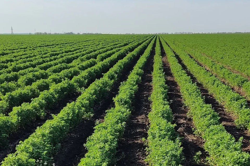 � ���������� ������� ���� ���� ������ ������� �������������