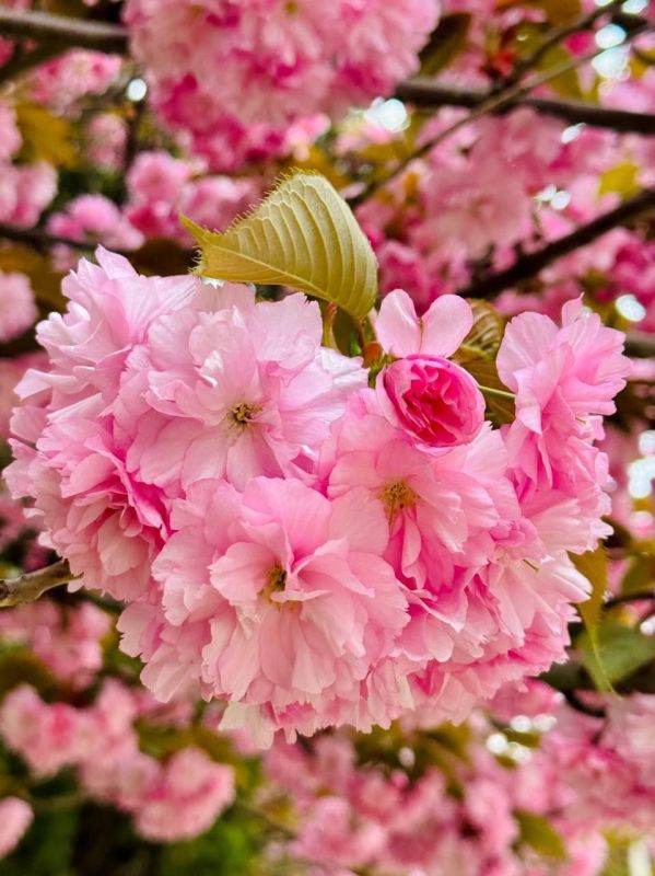 ������� �������: ��� � ������� � ����� ������� ������ � � ��������� �� ������ ����� ���