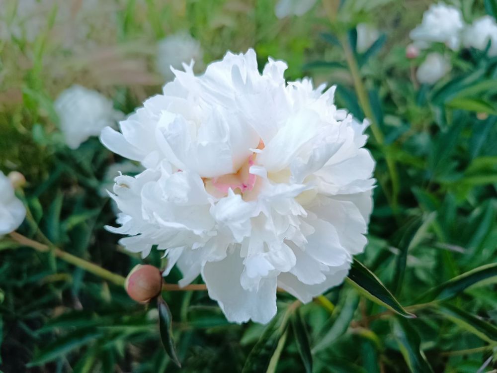 ������� ���������� ����, ������!