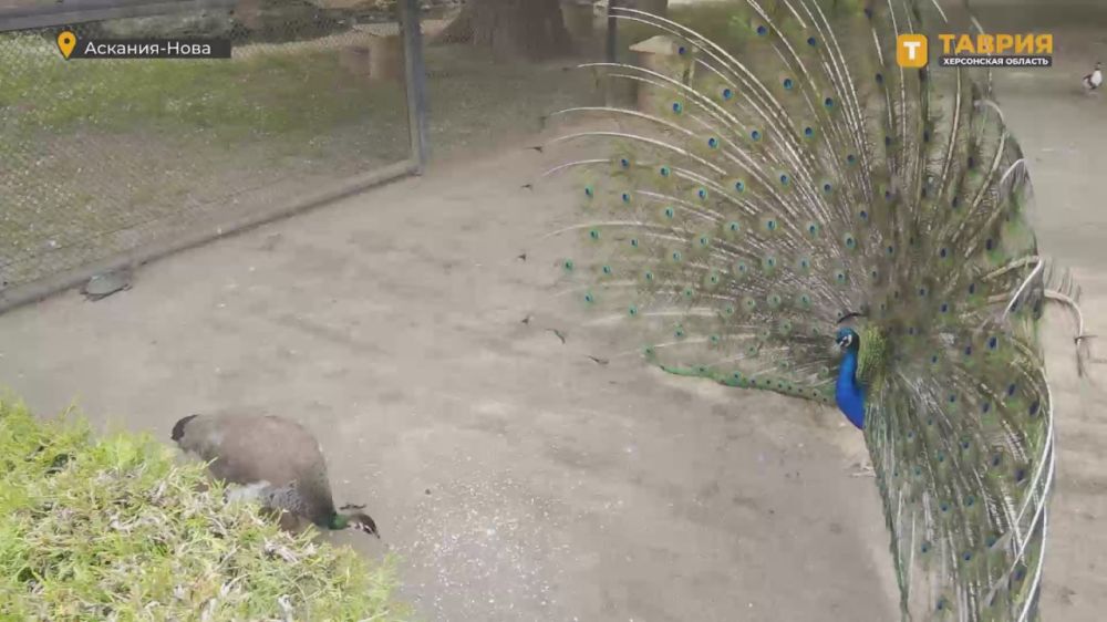 ��������� ��������� �������� ���������� ���������� "�������-����" ��� ���������� "������ ������"