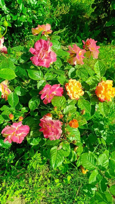 ������� ����, ������� ���, �����������!