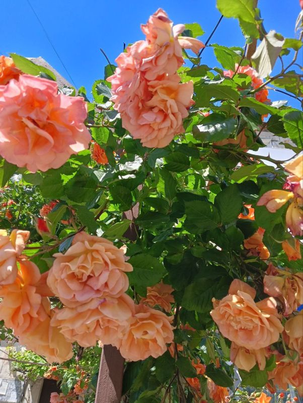 ���� ���������� ������ �������