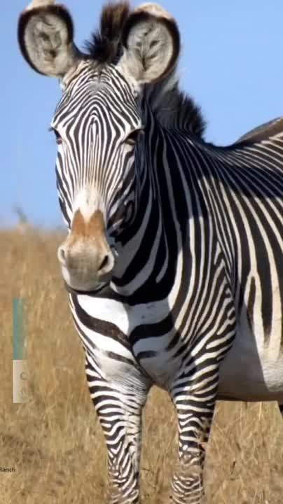 ���������� ��������� ��������-����