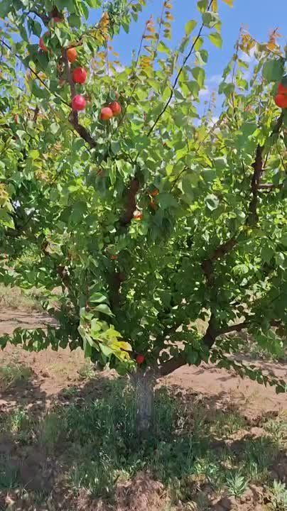 ������� �������, �����������!