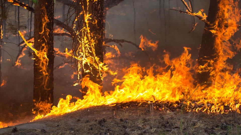 В Херсонской области после удара ВСУ начались лесные пожары